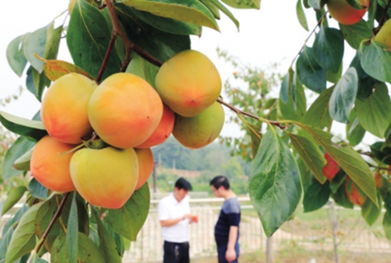 李子沟村民委员会最新项目，乡村振兴的新篇章