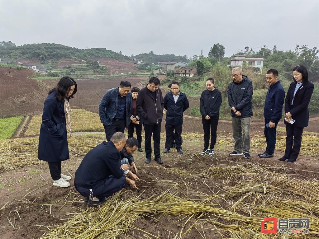 富顺县统计局新项目推动地方经济提升与数据治理效能增强