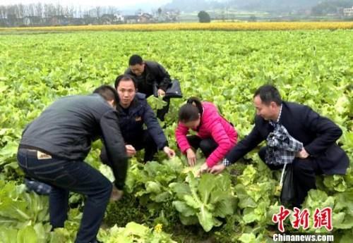 苏仙区农业农村局推动农业现代化，助力乡村振兴新动态