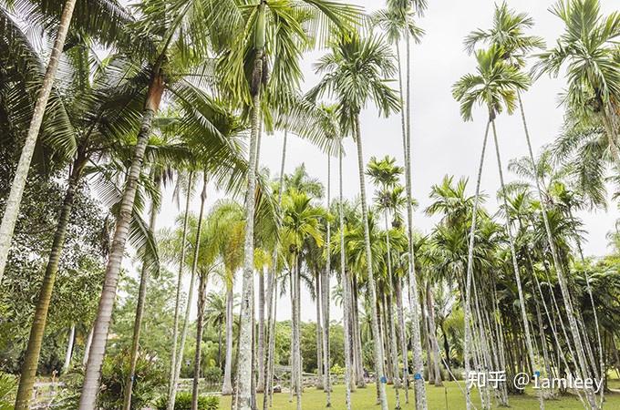 中国科学院西双版纳热带植物园深度游玩攻略