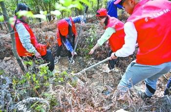 坂头防护林场最新发展规划概览