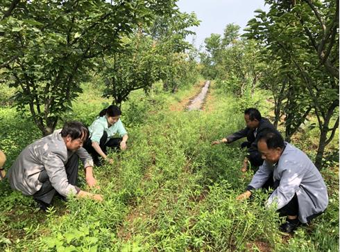 猫街镇重塑乡村魅力，最新项目引领地区发展