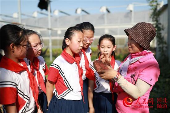 清苑县小学发展规划概览，未来教育蓝图揭晓