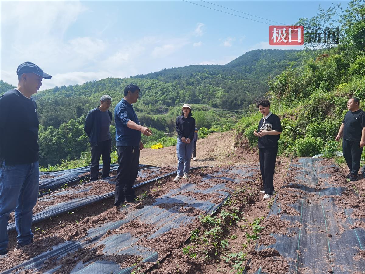 松树沟村委会最新新闻动态报道