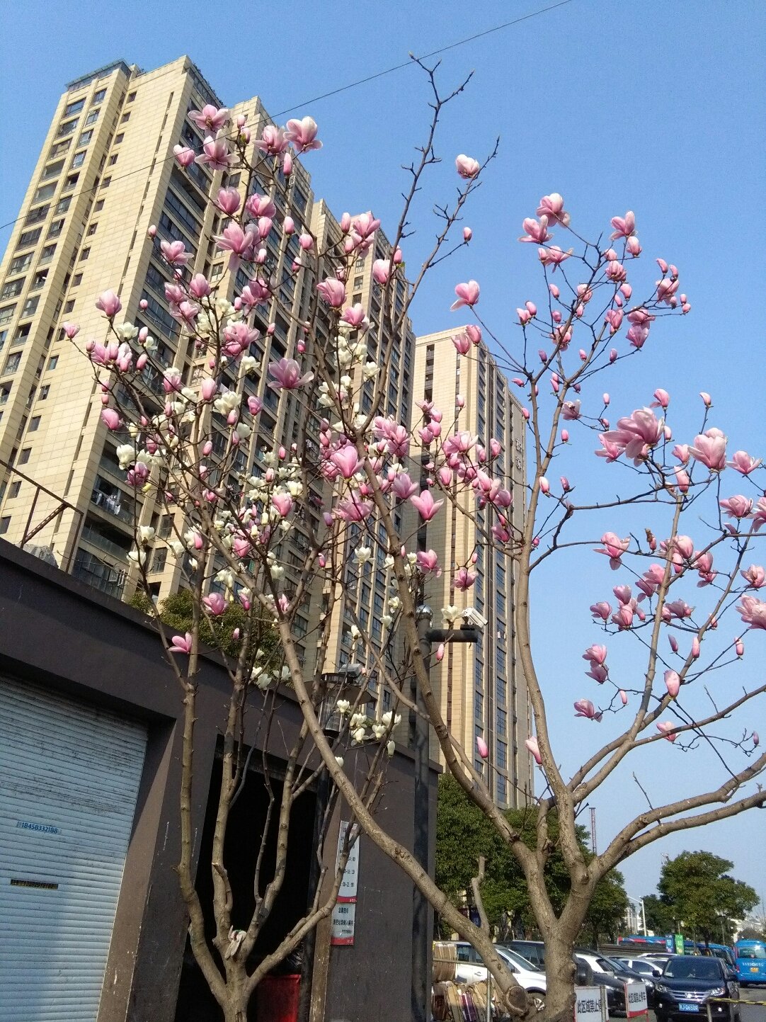 彩香街道最新天气概况