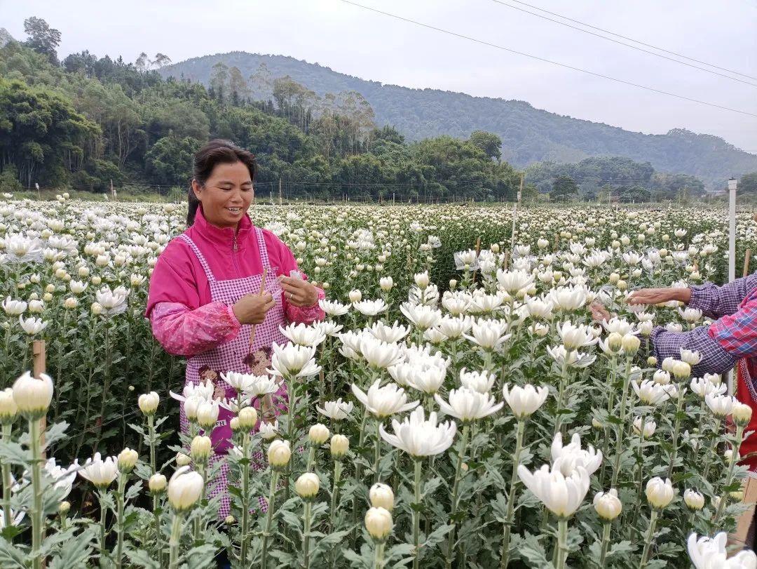 大荒地村委会交通新闻更新，新动态及发展趋势