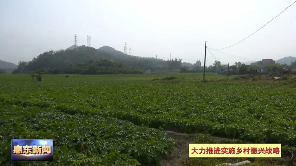 平海镇最新项目，地区发展的强大引擎驱动力